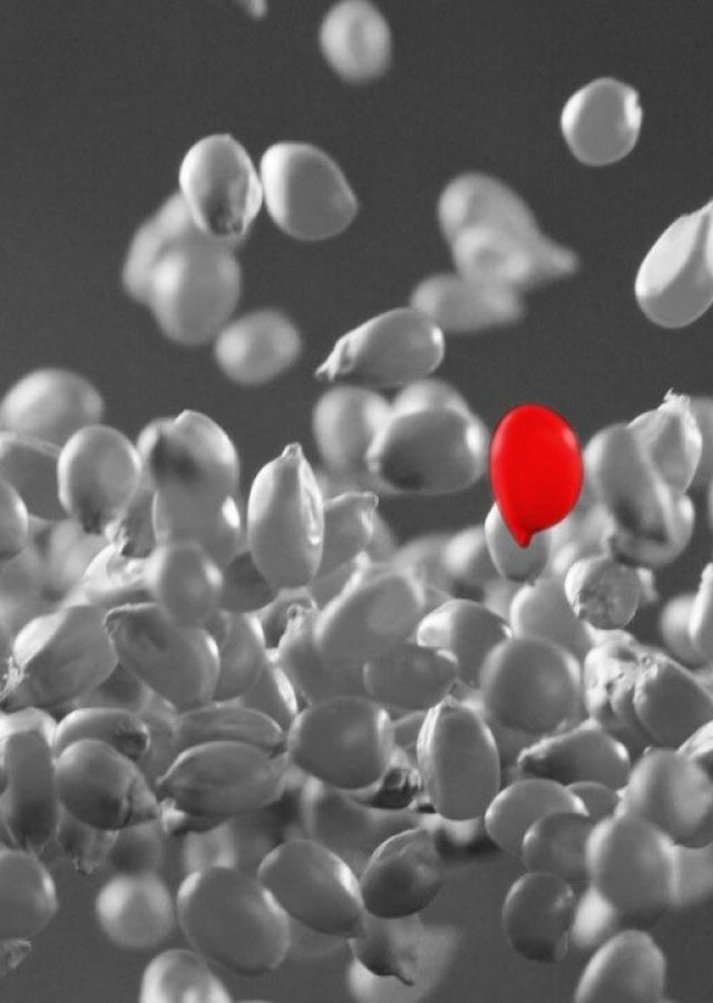 NewCornSeedRed (1) NewCornSeedRed (1)